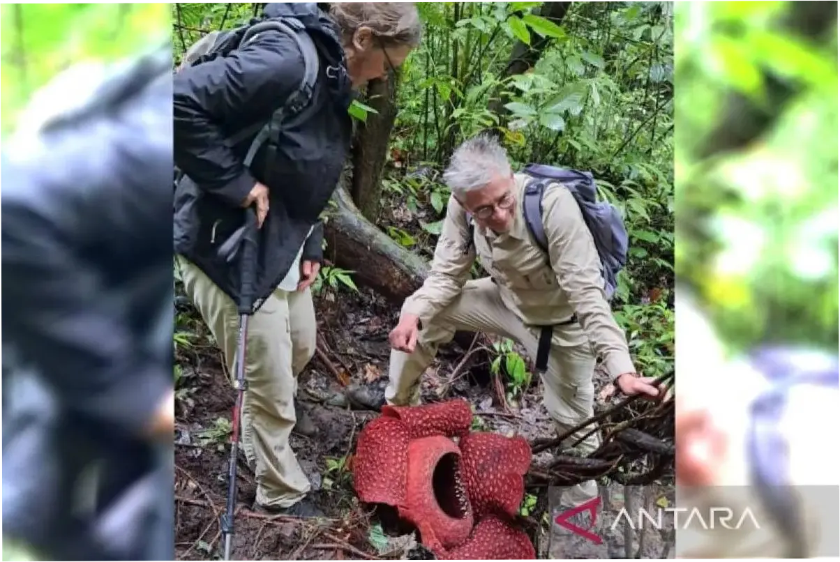 2 Bunga Rafflesia Arnoldii Mekar Sempurna di Agam, Tarik Wisatawan Mancanegara