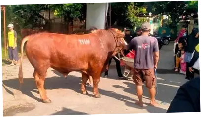 Masjid Dekat Rumah Amien Rais Menerima Sapi Kurban Bobot 1,1 Ton dari Inisial TIW