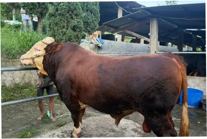 MUI: Sapi Kurban Presiden dari APBN Legal dan Konstitusional, Sah Syariat Islam