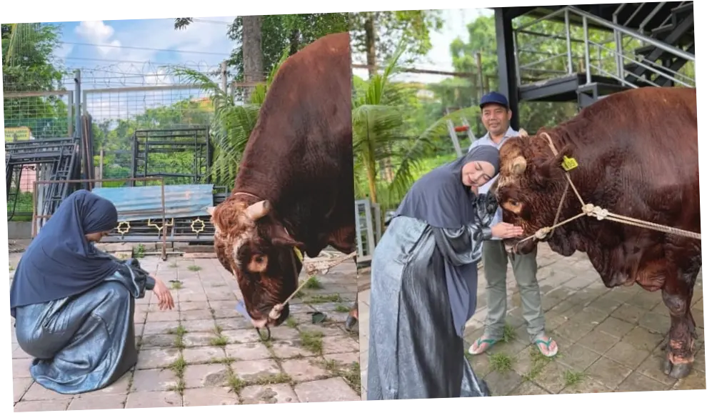 Ria Ricis Nangis Sapi Kurban Disembelih, Moana Ikut Mewek