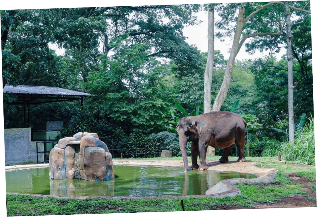 Bandung Zoo Memasuki Babak Baru Bersama Faunaland, Siap Menuju Standar Internasional