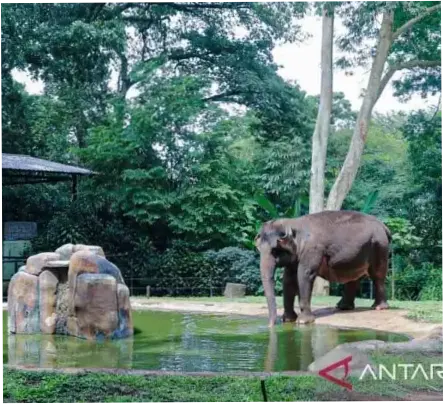 Farhan Kebut Revitalisasi Bandung Zoo, Target Buka Lagi Kurang dari 1 Tahun